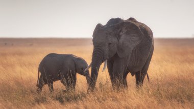 Madre y bebe elefante Fondo de pantalla