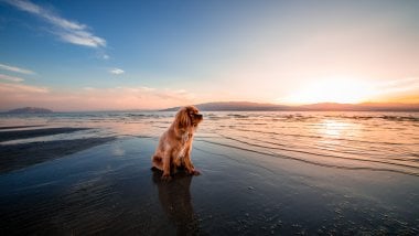 Dog at sunset Wallpaper