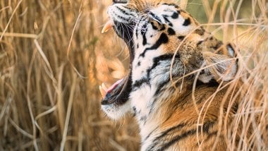 Tiger roaring Wallpaper