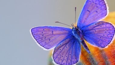 Mariposa con alas moradas Fondo de pantalla