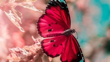 Butterfly Wallpaper ID:5811