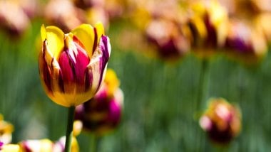Tulipanes en un jardín Fondo de pantalla