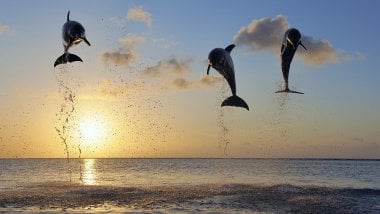 Delfines en islas Fondo de pantalla