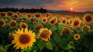 Sunflower Field at sunset Wallpaper