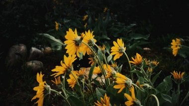 Sunflower Fondo ID:5877