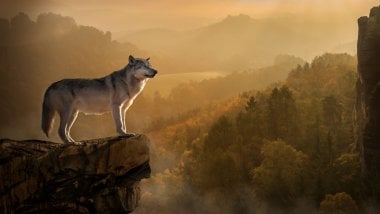 Wolf on rock on top of the forest Wallpaper
