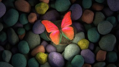 Mariposa en piedras de colores Fondo de pantalla