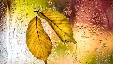 Autumn leaves on rainy window Wallpaper