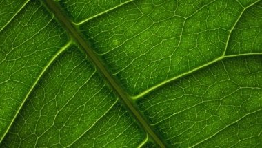 Leaf texture Wallpaper