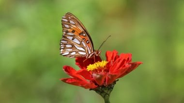 Mariposa en flor roja Fondo de pantalla