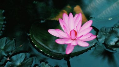 Lotus floating in water Wallpaper