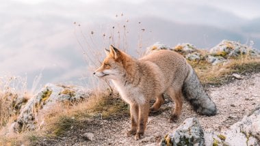 Fox in nature Wallpaper