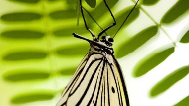 Butterfly Fondo ID:6543