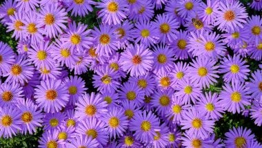 Field of purple flowers Wallpaper