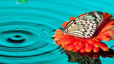 Mariposa en flor sobre el agua Fondo de pantalla
