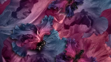 Irises butterflies Wallpaper