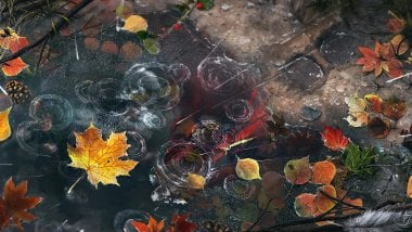 Autumn leaves with rain drops Wallpaper