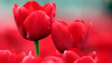 Tulipanes rojos Fondo de pantalla
