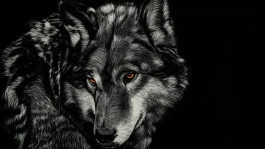 Wolf drawing Wallpaper