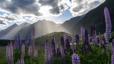 Lupine field in the mountains Wallpaper