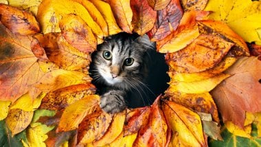 Kitten in autumn leaves Wallpaper
