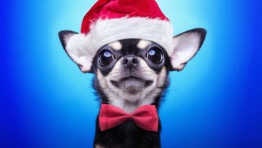 Perro Chihuahua con Gorro de Navidad Fondo de pantalla