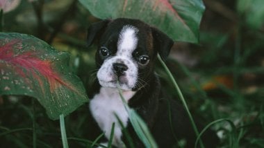 Puppy in garden Wallpaper