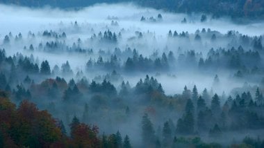 Bosque con niebla Fondo de pantalla