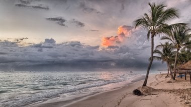 Palm trees on the beach Wallpaper