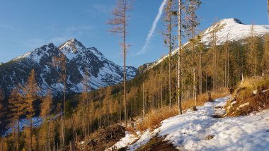 Montañas con nieve y árboles Fondo de pantalla
