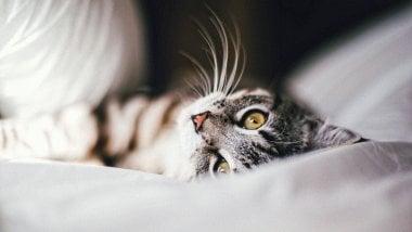 Cat in bed Wallpaper