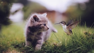 Gato con colibrí Fondo de pantalla