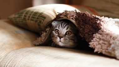 Cat hiding in blankets Wallpaper