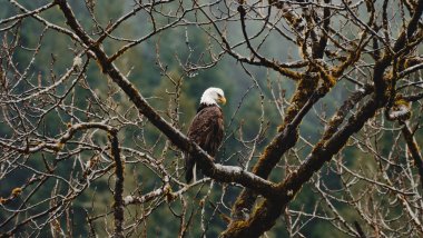 Eagle on tree Wallpaper
