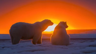Dos osos polares viendo el atardecer Fondo de pantalla