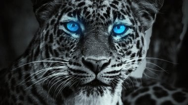 Tigre con ojos azules brillando Fondo de pantalla