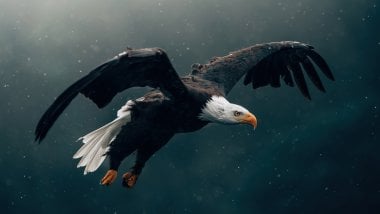 Aguila volando Fondo de pantalla