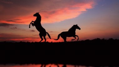 Horse silhouette at sunset Wallpaper