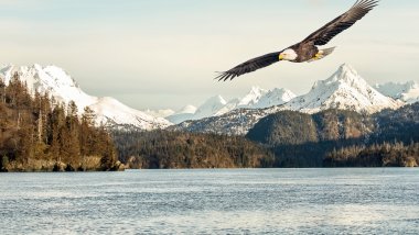 Eagle flying over lake Wallpaper