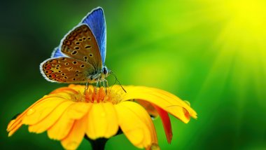 Mariposa sobre flor amarilla Fondo de pantalla