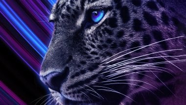 Cheetah blue eyes Wallpaper