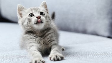 Gato con lengua afuera Fondo de pantalla
