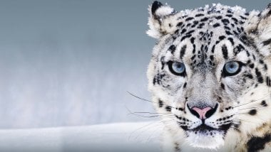 Leopardo blanco en la nieve Fondo de pantalla