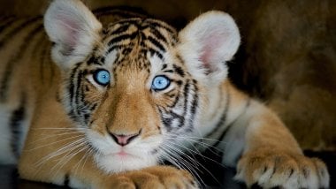Tigre con ojos azules Fondo de pantalla