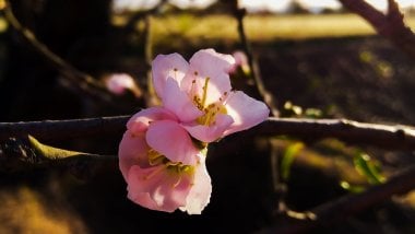 Peach blossom Wallpaper