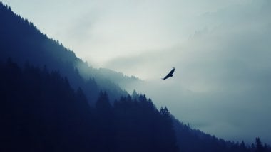 Montaña bosque y águila Fondo de pantalla