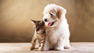 Puppy and kitten Wallpaper