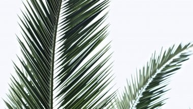 Palm leaves Wallpaper