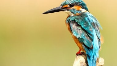 Kingfisher bird Wallpaper