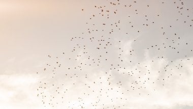 Flight of birds in the sky Wallpaper